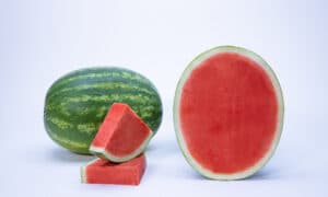 Valor Watermelon (Primed)