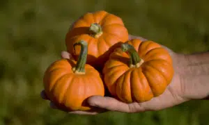 Pixie Pumpkin (Farmore)