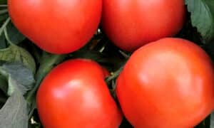 Rambler Tomato (Not Treated)