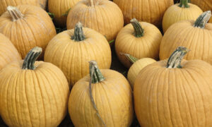 Spicy Mocha Pumpkin (Farmore)