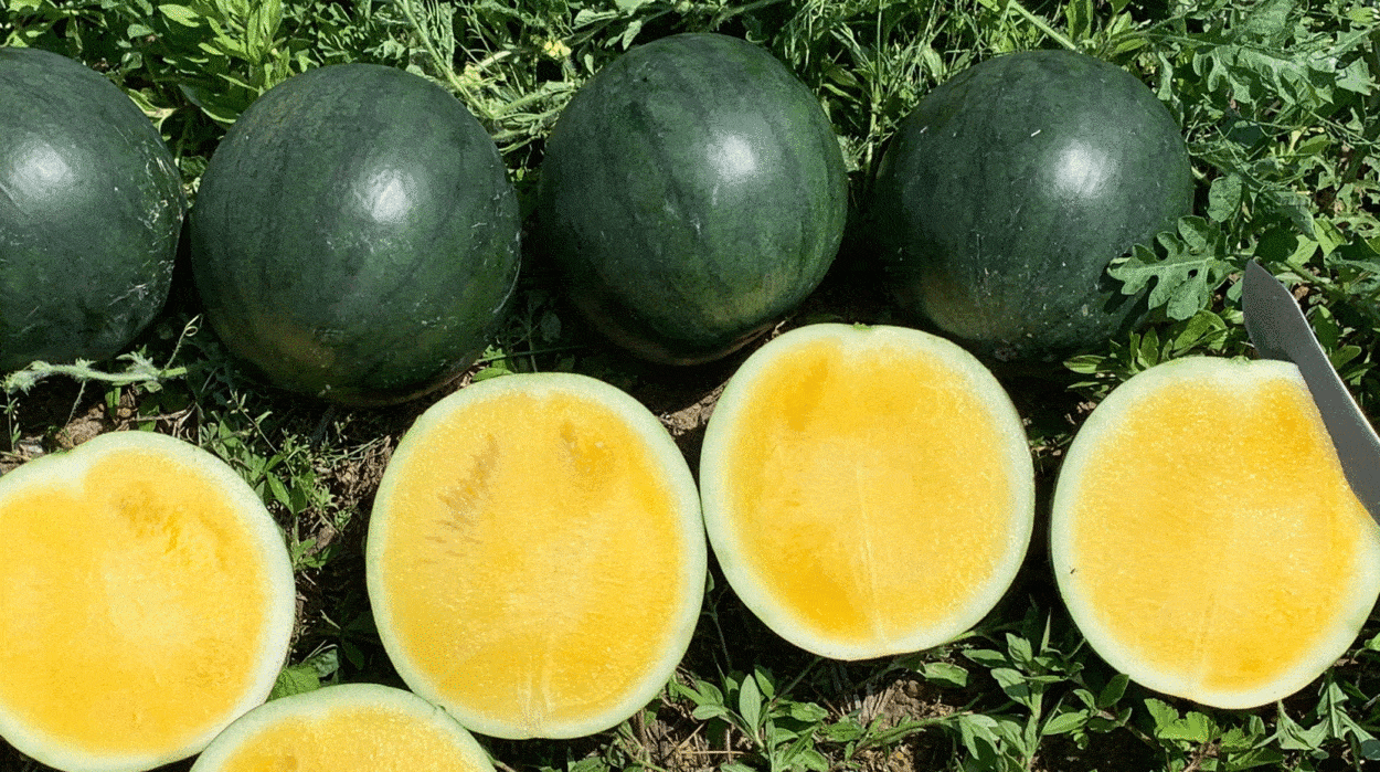 Tropical Sunshine Watermelon (Not Treated) | Seedway