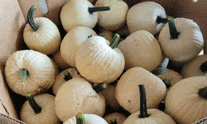 White Lightning Pumpkin (Farmore)