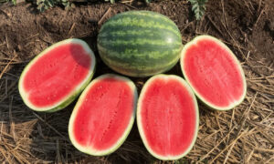 Destination Watermelon (Farmore)