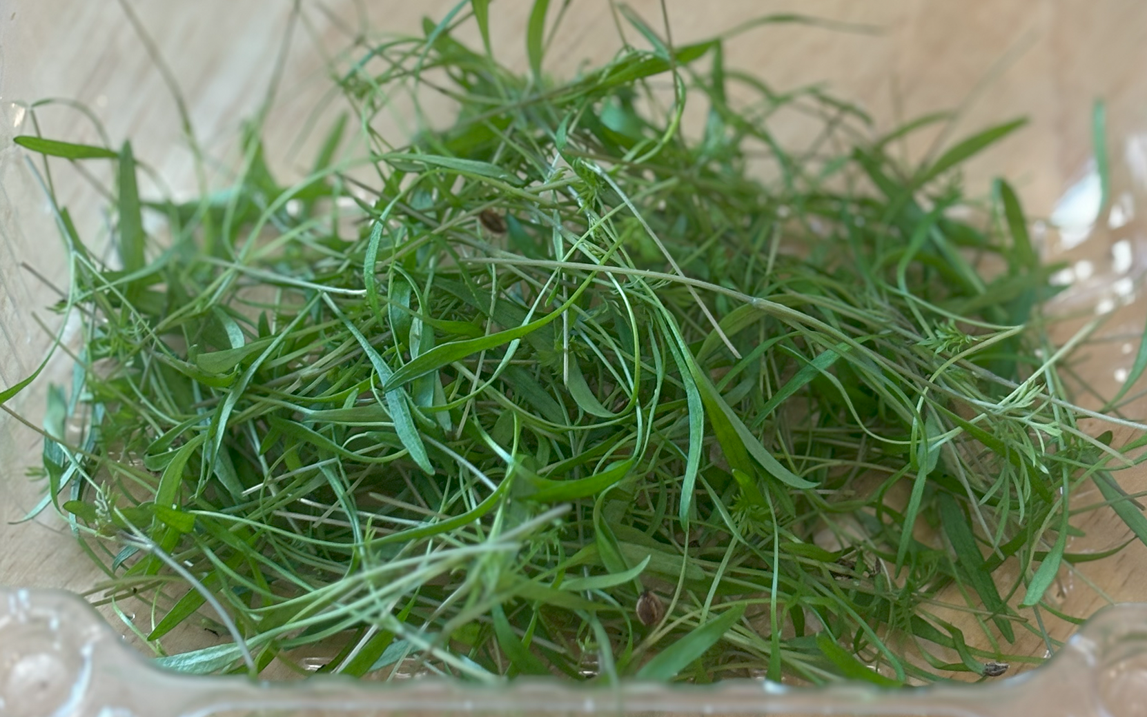 Dill Delight (Not Treated) - Image 3