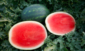 El Capitan Watermelon (Primed)