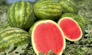 Jet ski Watermelon (Not Treated)