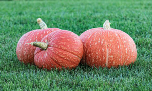 Red Eye Pumpkin (Farmore)