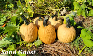 Sand Ghost Pumpkin (Treated Seed)