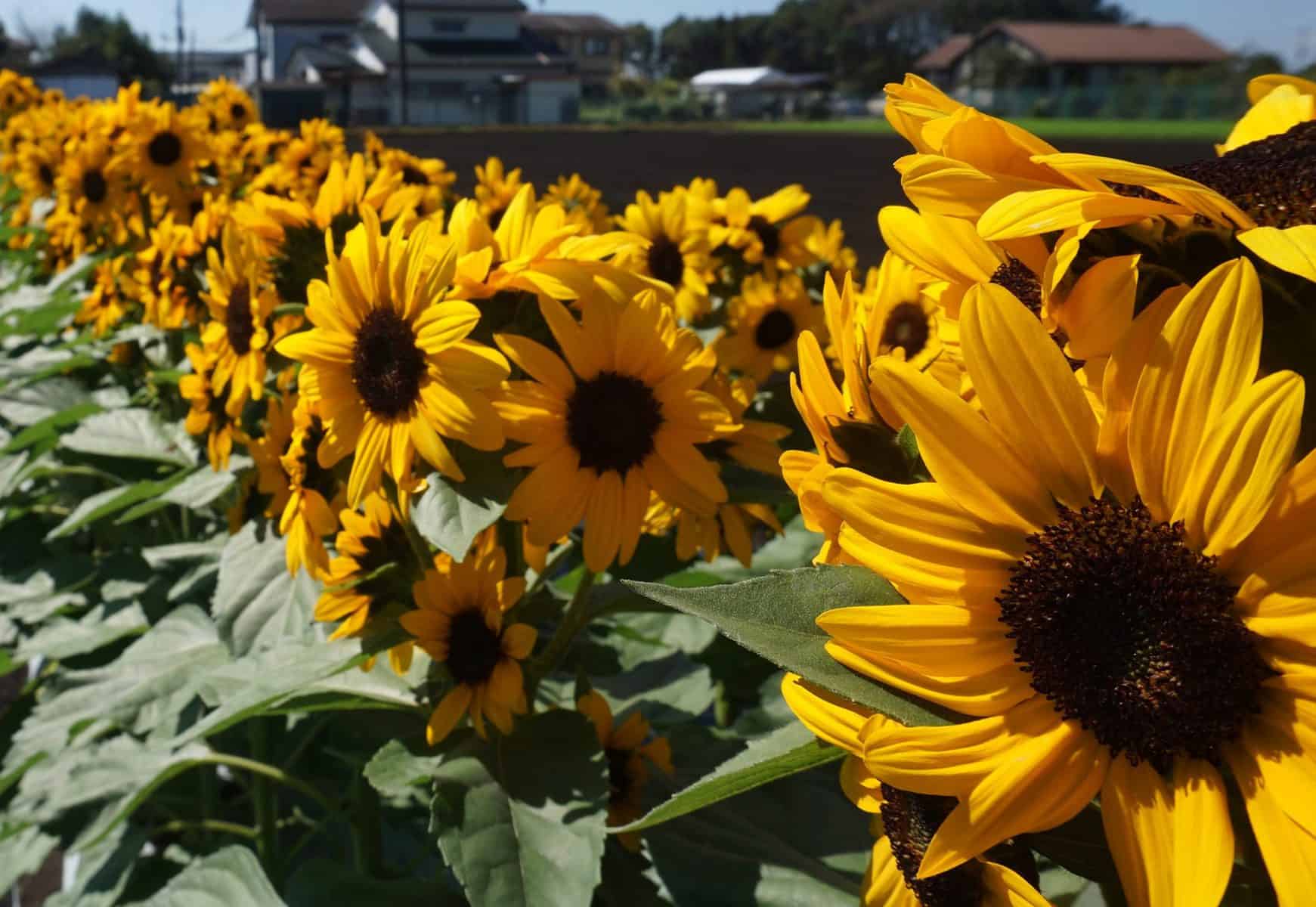 Sunflower