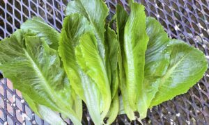Tendita RZ Lettuce (Untreated Seed With Organic Prime & Pellet)
