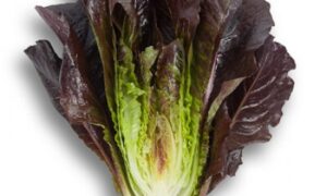 Thurinus Lettuce (Not Treated)