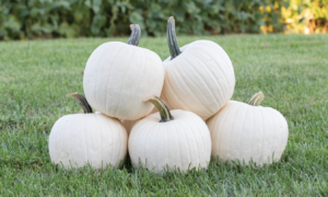 White Gold Pumpkin (Farmore)
