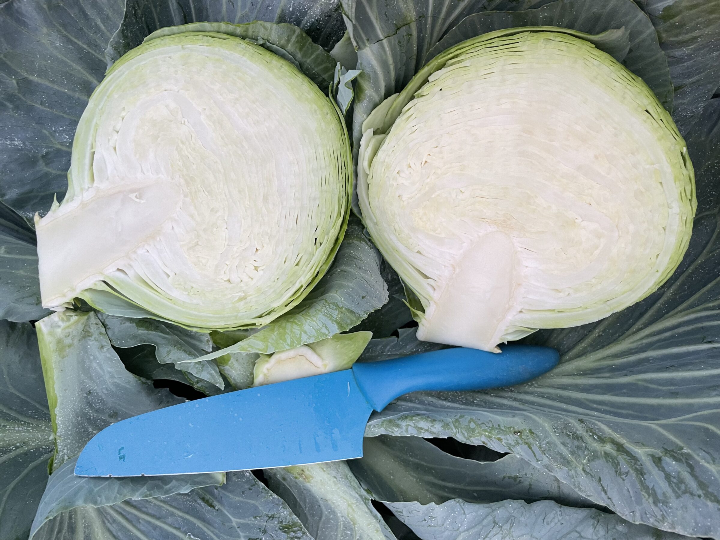 Expect Cabbage (Organic) - Image 3