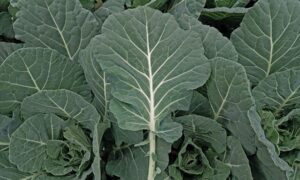 Cash Crop Collard Greens (Treated Seed)