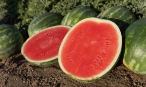 Eleanor Watermelon (Farmore)