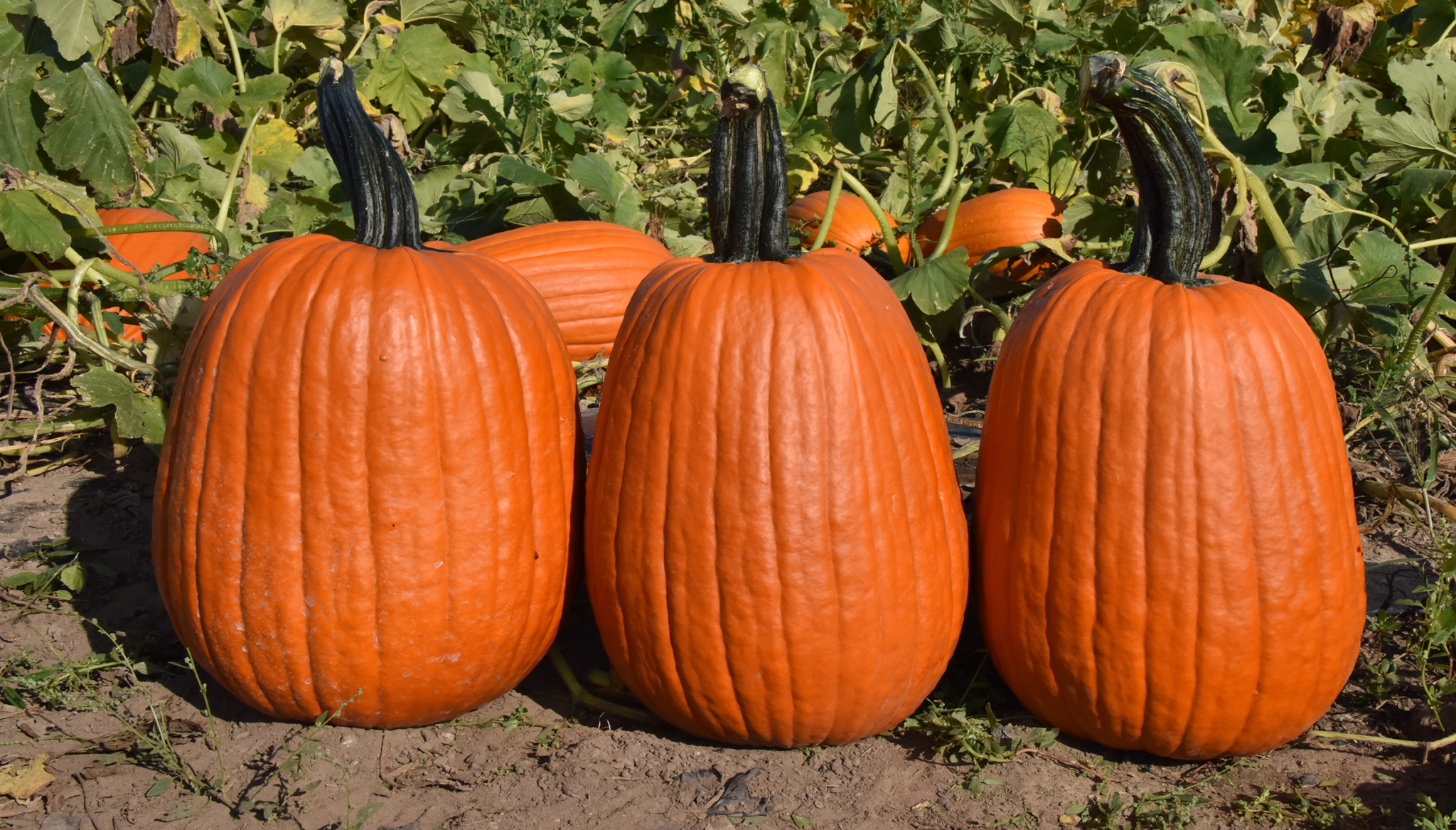 Griffin Pumpkin (Farmore) | Seedway