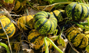 Phantomita Pumpkin (Treated Seed)