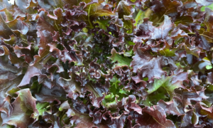 Rhone Eazyleaf Lettuce (Organic Pellet)