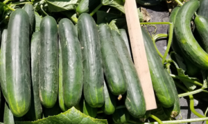 SVCS0025 Cucumber (Farmore)