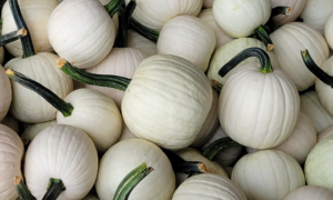 Snowdrop Pumpkin (Farmore)