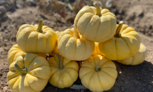 Sunshine Pumpkin (Treated Seed)