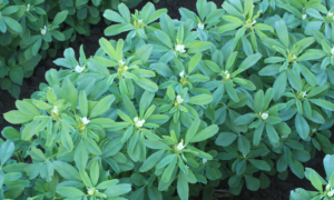 Fenugreek Methi (Not Treated)