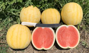 Tropical Apollo Watermelon (Not Treated)