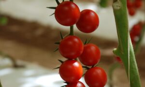 Felicity Tomato (Not Treated)