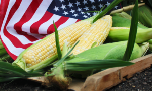 Liberty Sweet Corn (Cruiser Treated)