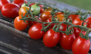 Red Coral Tomato (Not Treated)