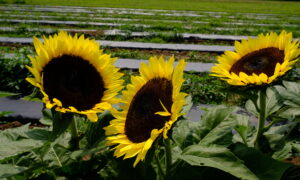 Sunrich Summer Limoncello Sunflower (Not Treated)