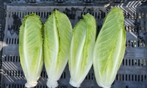 Teton Lettuce (Primed & Pelleted)