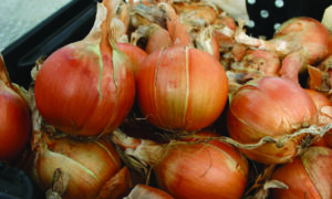 Patterson Onion (Not Treated)