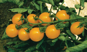 Sweet Gold Cherry Tomato (Not Treated)