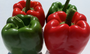 Redfish Pepper (Treated Seed)