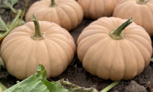 Spellcast Pumpkin/Winter Squash (Treated Seed)
