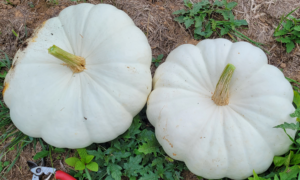 Star 7001 Pumpkin (Cruiser Seed)