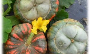 Troll Pumpkin (Treated Seed)