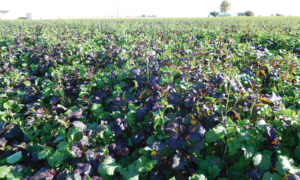 Caliente Rojo (Not Treated)