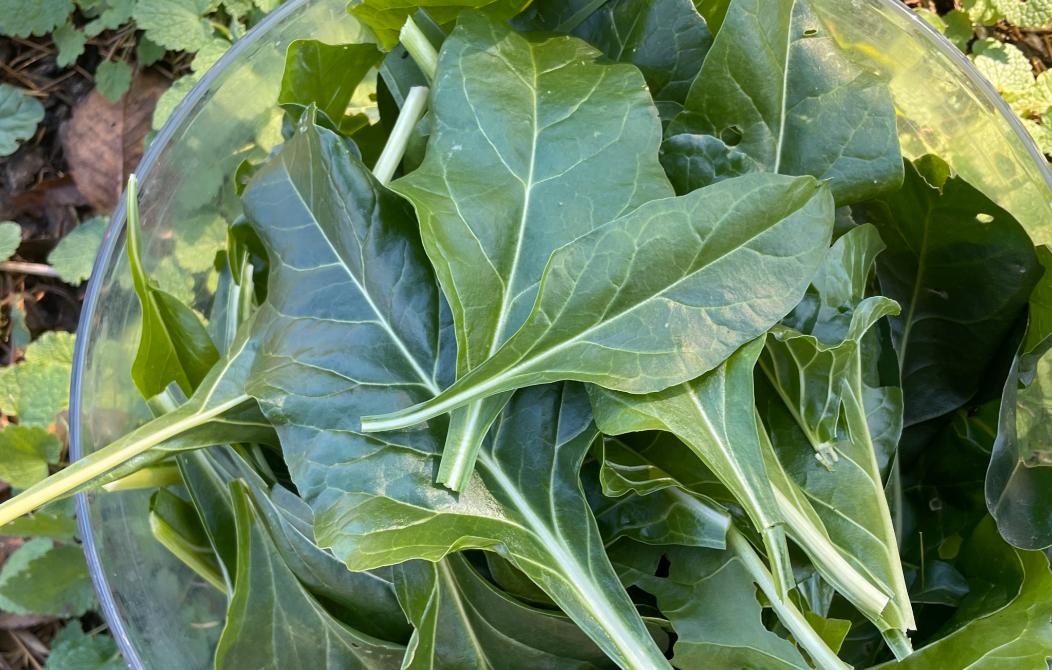 thumbnail image 2 of 50+ Perpetual Spinach Swiss Chard Seeds – Non-GMO – Easy Grow Vegetable Garden 2 of 4