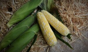 Stamina MXR Sweet Corn (Cruiser Treated)