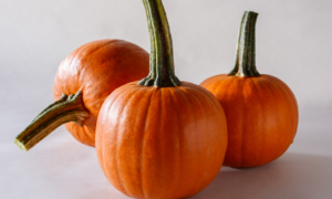 Rugrat Pumpkin (Farmore FI400)