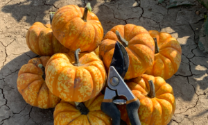 Senorita Pumpkin (Treated Seed)
