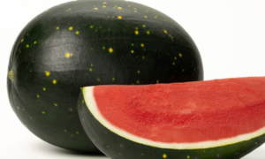 Starship Watermelon (Farmore)