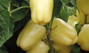 Blancina Pepper (Not Treated)