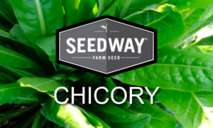 Endure Chicory