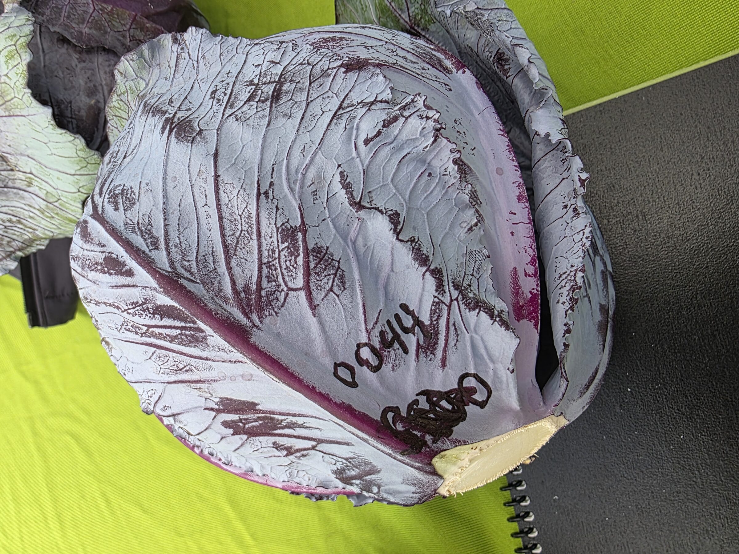 Riva Cabbage (Treated Seed) - Image 3
