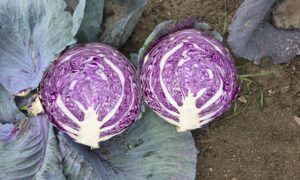 Riva Cabbage (Treated Seed)