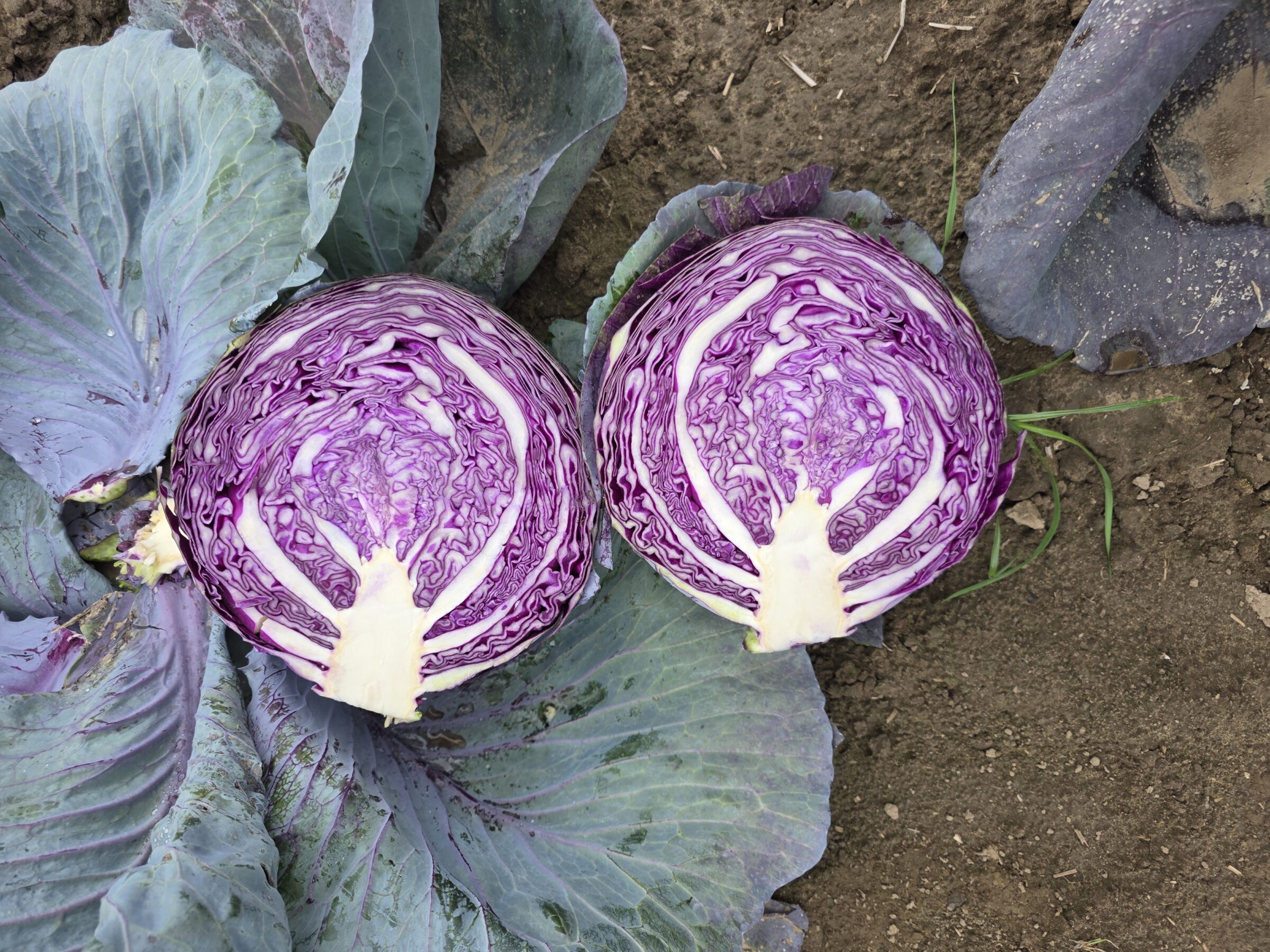 Riva Cabbage (Treated Seed)