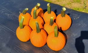 Venom Pumpkin (Treated Seed)